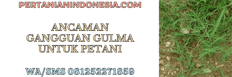 ancaman,gangguan,gulma,rumput liar,petani